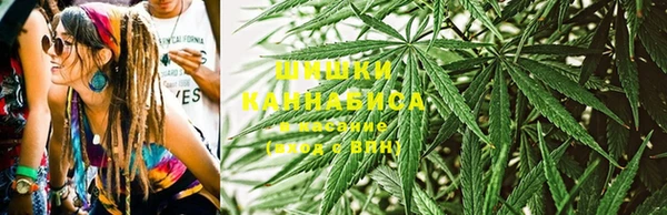 прущие грибы Пересвет